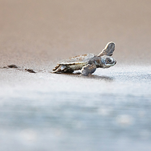 Baby Turtle release